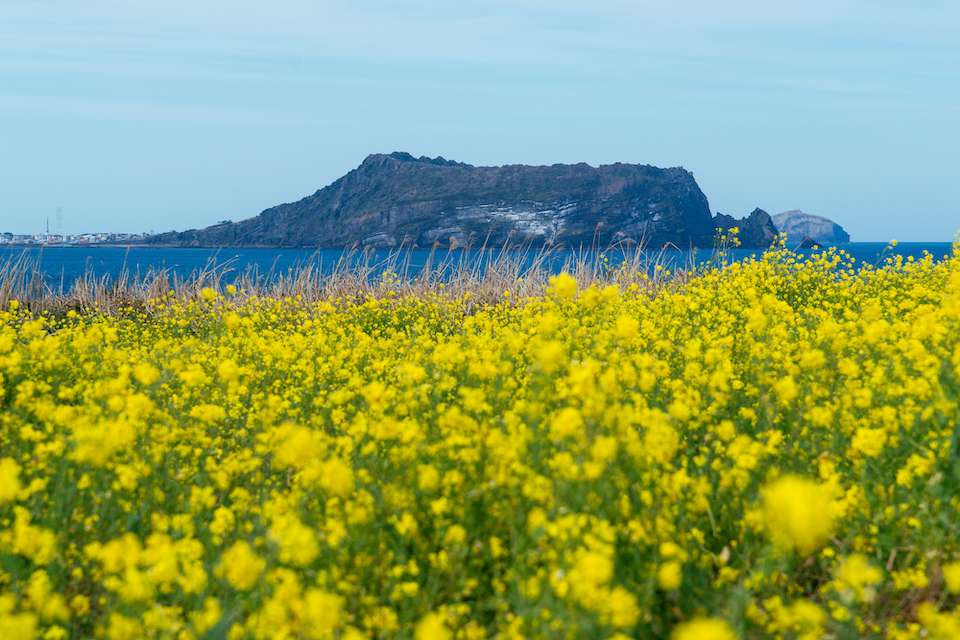 Mơ về hòn đảo tình yêu? Cẩm nang du lịch Jeju chi tiết nhất dành cho bạn đây, Nguyễn Thụy Mộc Nhiên