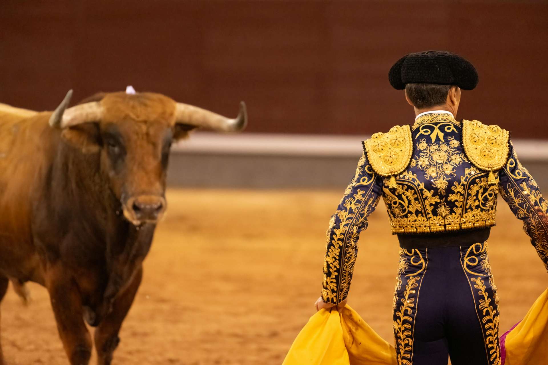 Mengenal Banteng Spanyol: Sang Ikon Keberanian dari Negeri Matador, Mas Bellboy