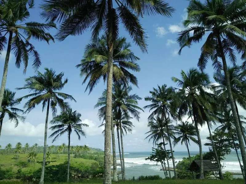 Pantai Srau, Pesona Pesisir Eksotis dengan Hamparan Pasir Luas, Mas Bellboy