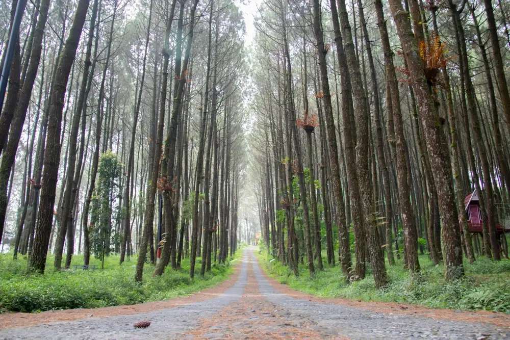 Pesona Situ Salawe: Danau di Tengah Hutan Pinus Garut, Traveloka Accomodation