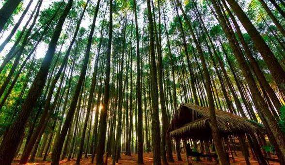 Hutan Pinus Kayon: Daya Tarik, Lokasi, Harga Tiket, dan Tips Berkunjung, Mas Bellboy