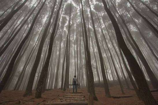 Hutan Pinus Batu Nyongclo: Daya Tarik, Lokasi, Harga Tiket, dan Tips Berkunjung, Mas Bellboy