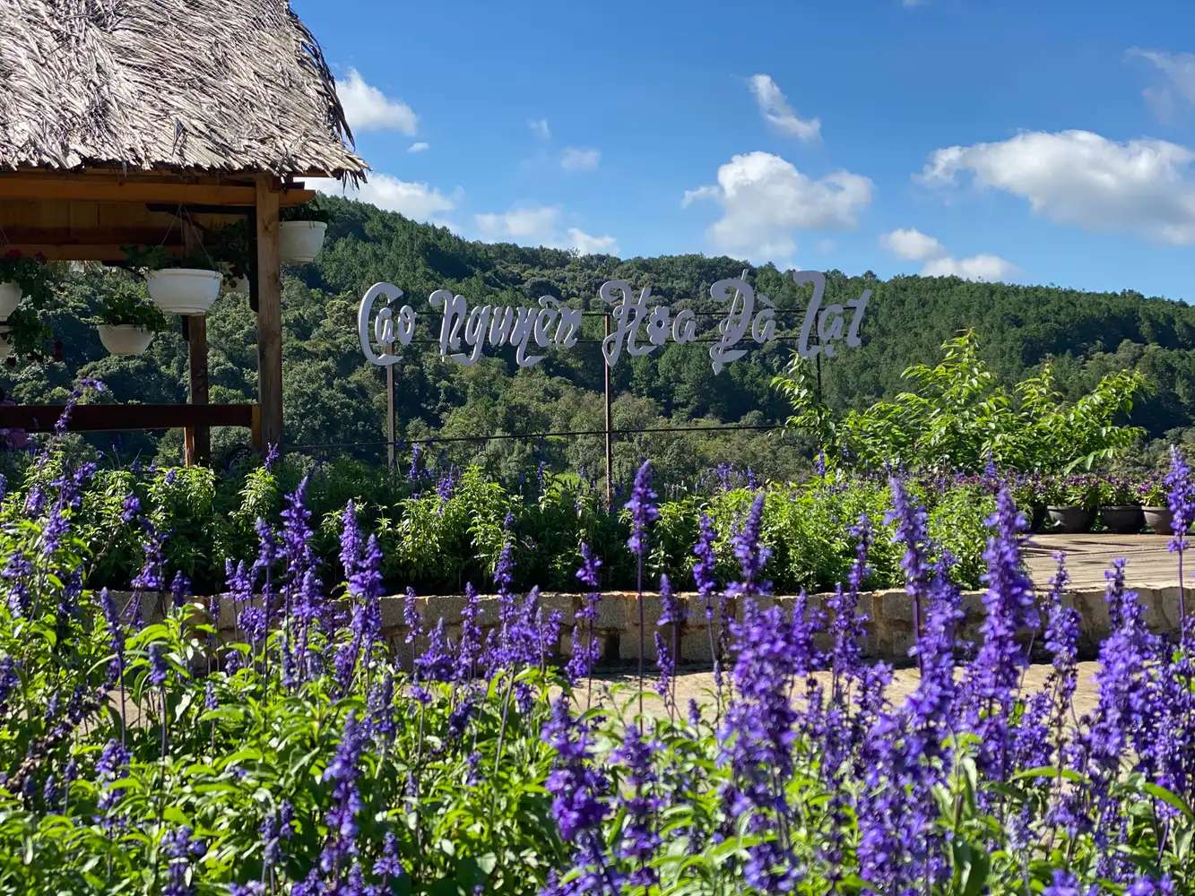 Festival Hoa Đà Lạt 2026: Lịch trình, địa điểm và chuỗi sự kiện, Đọc trong khoảng 6 phút