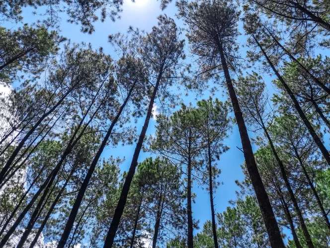 Hutan Pinus Tiamo Semarang dan Wisata Menarik, Kuliner Khas, dan Rekomendasi Hotel Sekitarnya, Traveloka Team