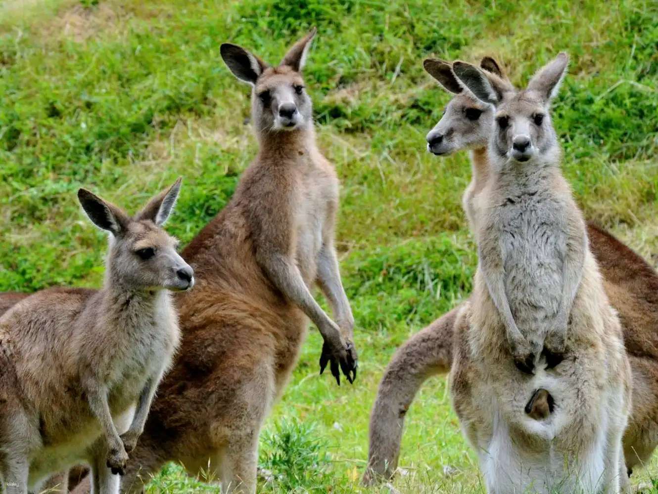 Best Time to Visit Kangaroo Island for a Nature and Wildlife, Traveloka Accomodation