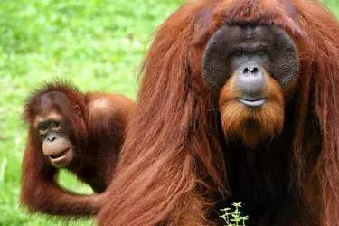 Monkey Island Melaka Travel Guide: A Wild Little Escape at A’Famosa Safari Wonderland, Traveloka MY