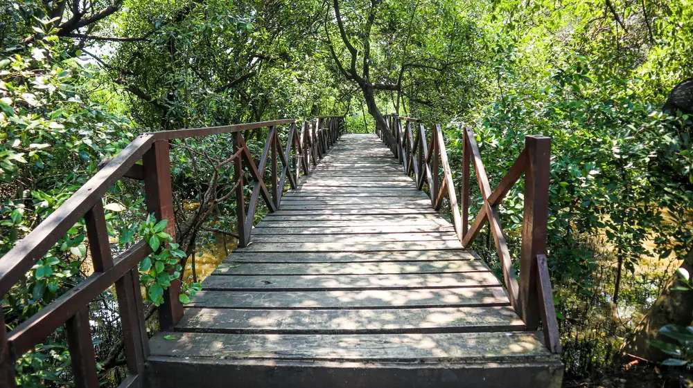 Pesona Hutan Mangrove Kulon Progo, Traveloka Team
