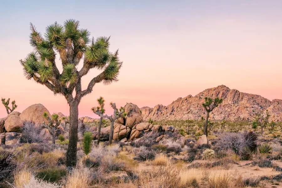 Joshua Tree National Park, Taman Nasional Unik di California dengan Pohon Joshua dan Lanskap Gurun, Waktu baca 4 menit