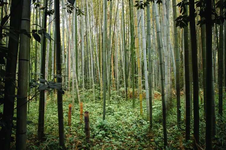Panduan Wisata Hutan Bambu Penglipuran dan Tips Berkunjung, Traveloka Accomodation