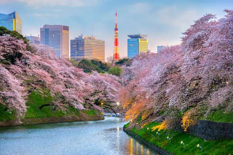 The Best Time to Travel Japan for Every Type of Traveler, 3 min read