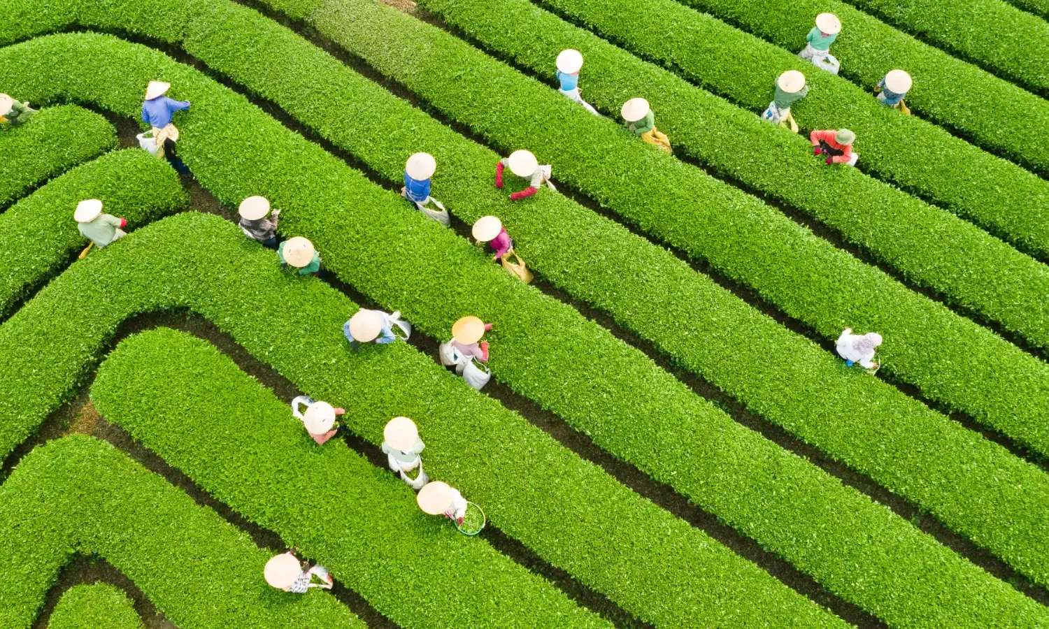 đồi chè trái tim Sơn La