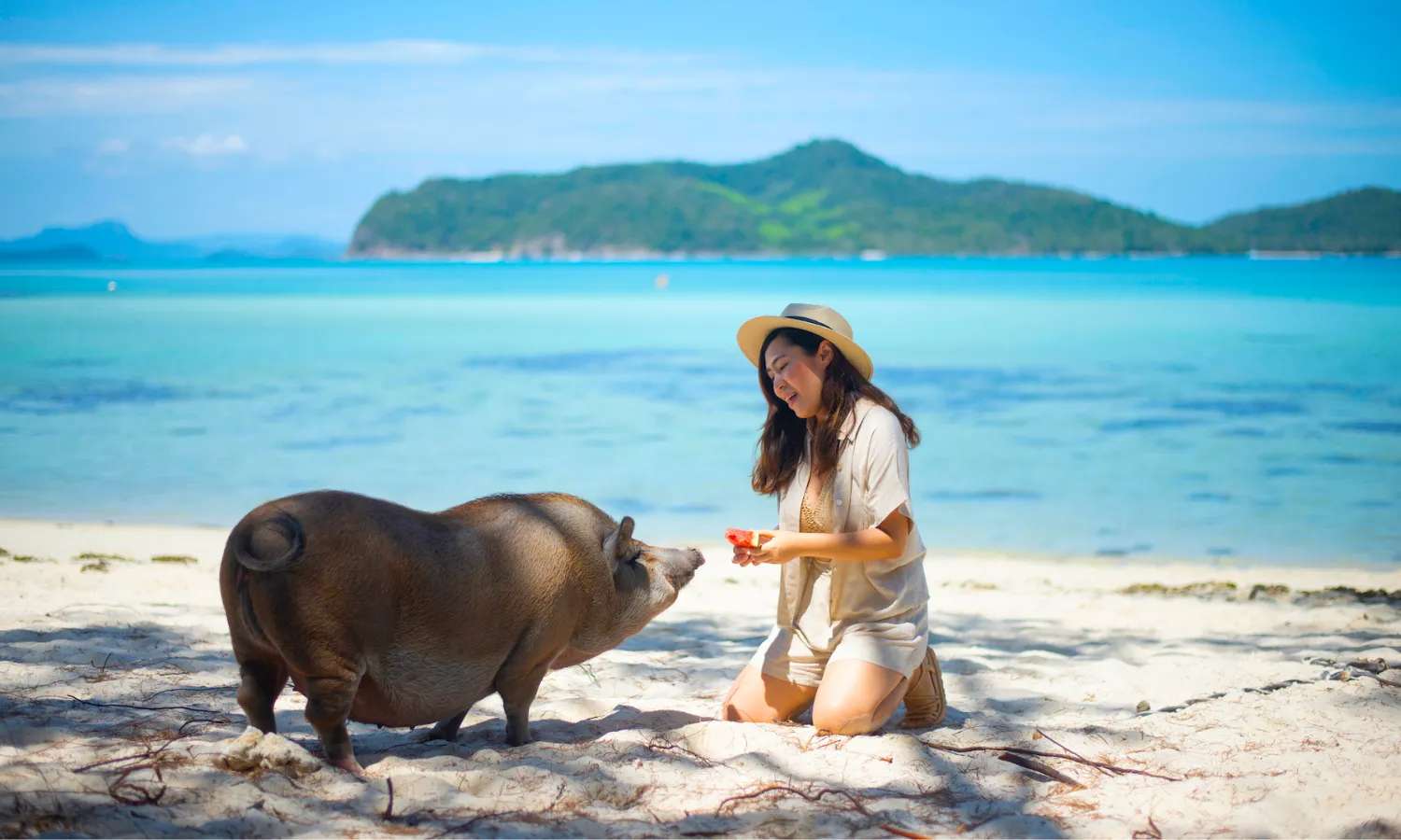 Đảo Heo Koh Samui